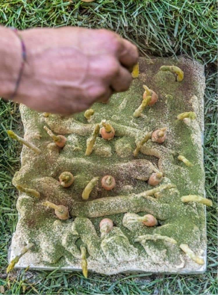 Orto edibile (Cristiano Tomei)